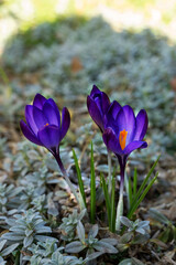 Spring is coming, purple crocus flowers, spring, blooming, crocus vernus in close-up