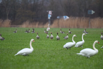 Schwäne und Graugänse auf einem Feld Fraßschädten durch Gänse