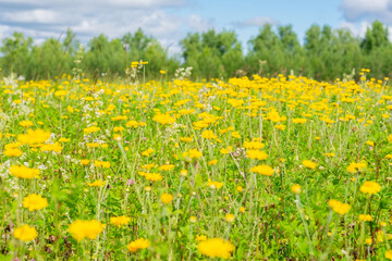 Countryside field with lot of yellow anthemis tinctoria flowers also called as dog-fennel or mayweed. Sunlit lawn and forest line in horizon