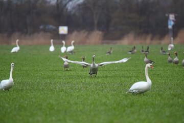 Schwäne und Graugänse auf einem Feld Fraßschädten durch Gänse