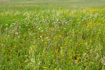 Empty field with lot of lush high grass as silo.