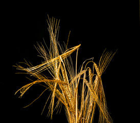 Golden dry wheat isolated on black background. High quality photo