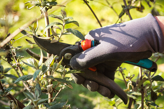 Close view of a gardener’s hand pruning branches of a butterfly bush with pruning shears in spring. Gardening work.