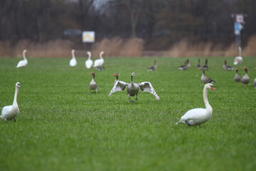 Schwäne und Graugänse auf einem Feld Fraßschädten durch Gänse