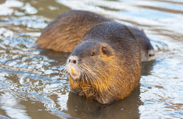 Nutria Myocastor coypus or river rat the wild near the river