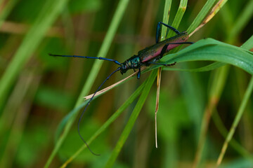 Moschusbock (Aromia moschata)	