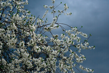 Stormy rainy bad weather during cherry blossoming. Early frosts as harvest failure. Bad harvest because of cold weather