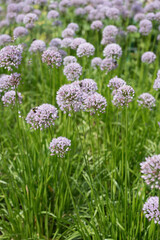Onion Round Flower in August