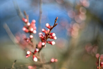 Spring bloom and first leaves of trees, apricot, with shallow depth of field