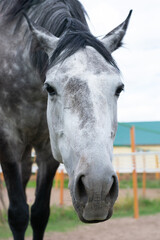 Obraz premium Close up vertical portrait of dappled horse with big nostrils looking at camera.