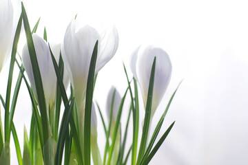 Crocus, plural crocuses or croci is a genus of flowering plants in the iris family. A single crocus, a bunch of crocuses, a meadow full of crocuses, close-up crocus. Crocus on a white background.