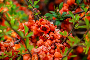 beautiful red, scarlet Chaenomeles japonica, spring bush in the meadow, floral background of delicate flowers