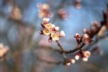 Spring bloom and first leaves of trees, apricot, with shallow depth of field