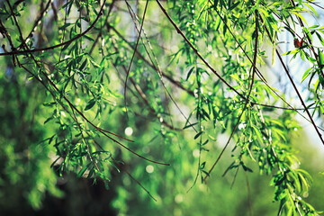 Bright spring greens at dawn in the forest. Nature comes to life in early spring.