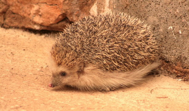 PIPPO, MI ERIZO MASCOTA 10