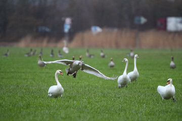 Schwäne und Graugänse auf einem Feld Fraßschädten durch Gänse