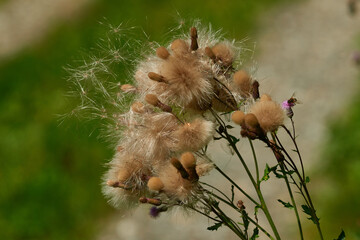 Acker-Kratzdistel (Cirsium arvense) im Herbst