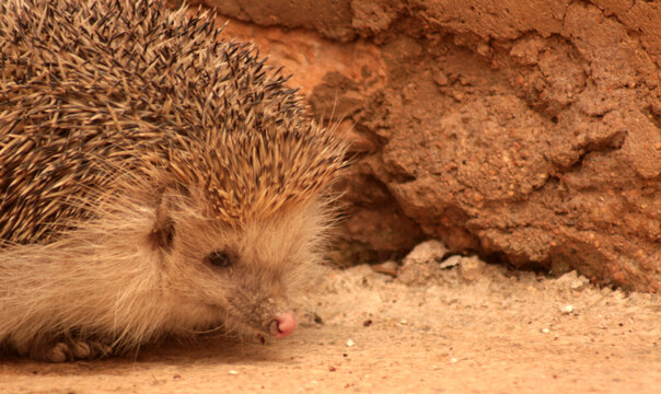 PIPPO, MI ERIZO MASCOTA 6