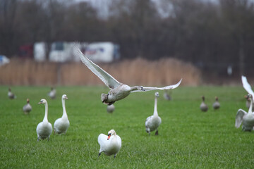 Schwäne und Graugänse auf einem Feld Fraßschädten durch Gänse