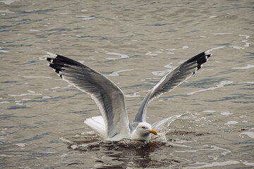 Seagull taking a dip in the sea