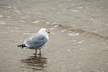 Seagull taking a dip in the sea