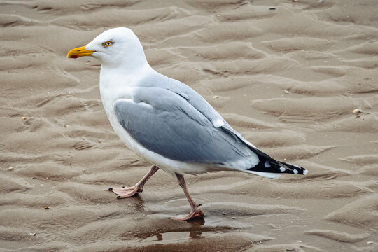 Seagull wading across the beach