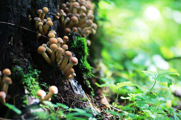 small mushrooms macro / nature forest, strong increase in poisonous mushrooms mold