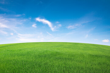 Fototapeta na wymiar green grass field with blue sky ad white cloud. nature landscape background