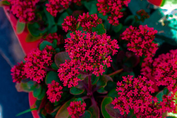 Flowers Photos from Garden