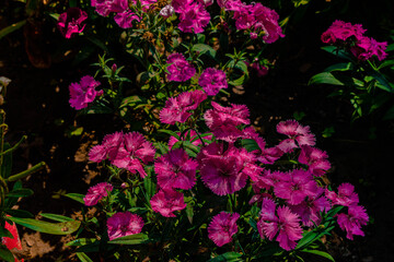 Pink Flowers Photos from Garden
