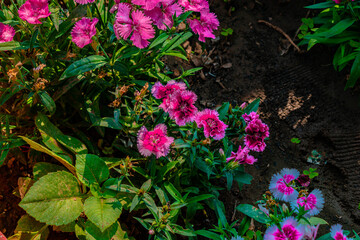Pink and Violet Flowers