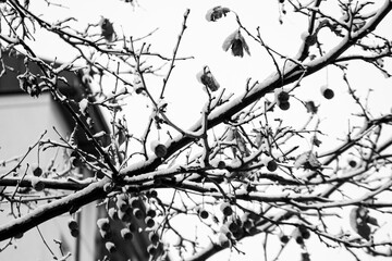 Gra Nevada 9 © Criis