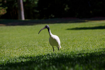 Australian Ibis walking on the grass in Adelaide, South Australia