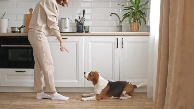 The female owner of the beagle dog training and treats her pet with a treat. Dog sitting at home on the floor near the window and executes commands. Mans best friend. High quality 4k footage