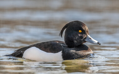 Schwimmende Reiherente
