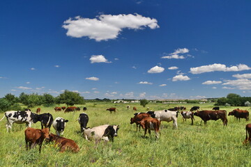 Herd of cows graze on the open green meadows at spring day