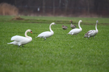 Schwäne und Graugänse auf einem Feld Fraßschädten durch Gänse