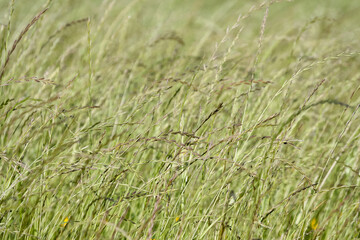 Green grass in the wind