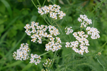 Small white flowers of Achillea millefolium, commonly known as common yarrow is a flowering plant in the family Asteraceae.  Selective focus.