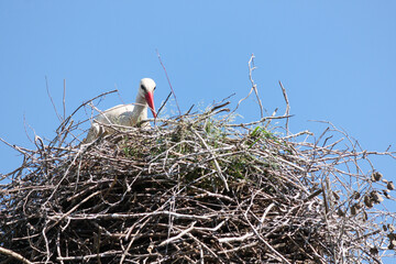 White stork in the nest, Aveiro, Portugal