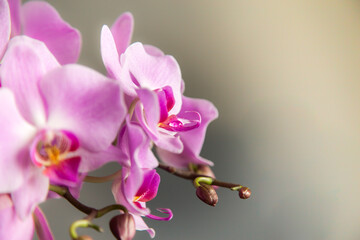 Obraz premium Blossoming pink orchid flowers with the drop of water inside the bud