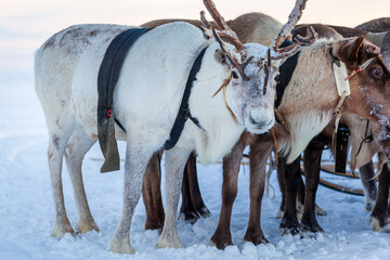 The extreme north, Yamal Peninsula,   reindeer in Tundra , Deer harness with reindeer, pasture of Nenets, Herd of reindeer in winter weather