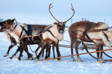 The extreme north, Yamal Peninsula,   reindeer in Tundra , Deer harness with reindeer, pasture of Nenets, Herd of reindeer in winter weather