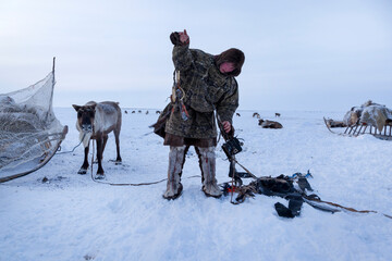 The extreme north, Yamal,   reindeer in Tundra , open area, assistant reindeer breeder,  the men  in national clothes