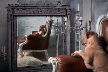 cute beautiful thai ridgeback puppy sitting on leather sofa and looking in the mirror