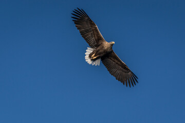 Fototapeta na wymiar sea eagle in flight