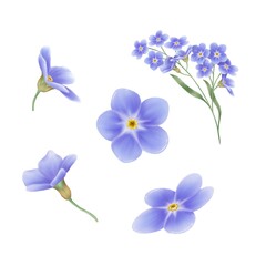 Obraz na płótnie Canvas Digital painting illustration set of forget me not flower on white background