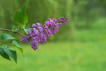 The beautiful branch of blooming fresh lilac flowers