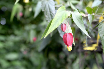 Obraz premium Fuchsie Blüte