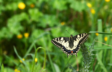Swallowtail butterfly - Papilio machaon